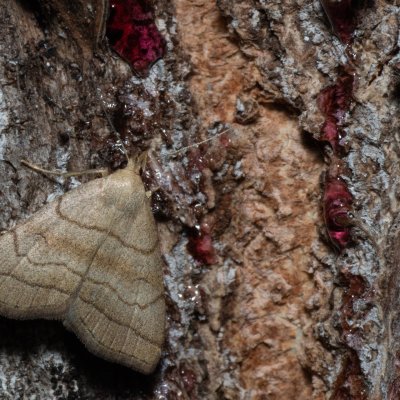 Herminia tarsicrinalis (žlutavka vějířová), Hrušovany u Brna