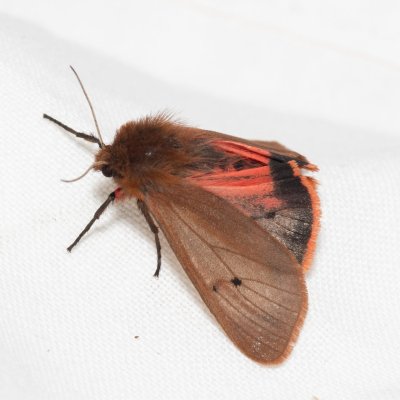 Phragmatobia fuliginosa (přástevník šťovíkový), Devět křížů