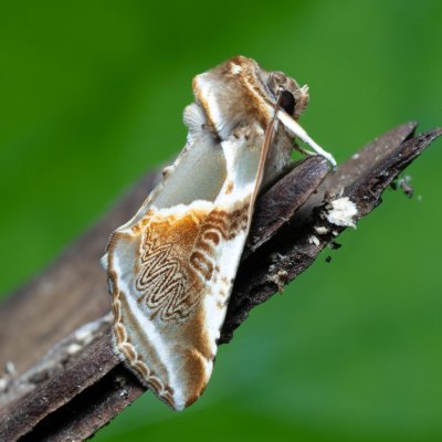 Habrosyne pyritoides (můřice bělopásná), Augšperský potok