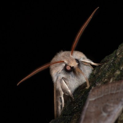 Perigrapha munda (jarnice černoskvrnná), Žebětín