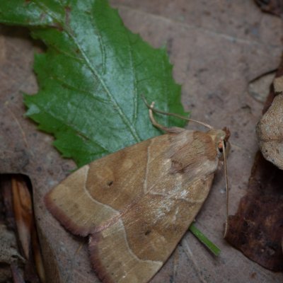 Cosmia trapezina (blýskavka dravá), Žebětín