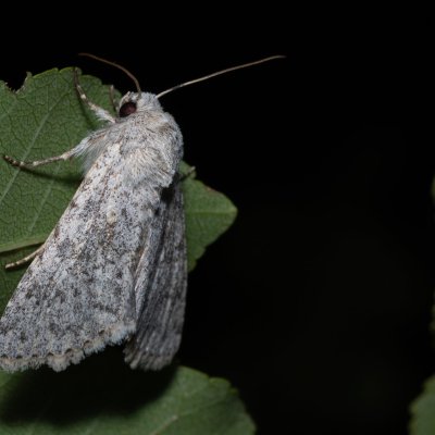 Aporophyla canescens (-), HR, Jablanac