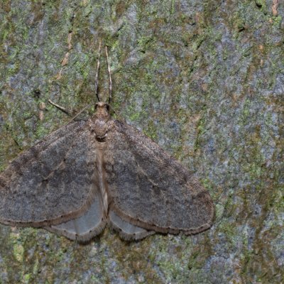 Operophtera brumata (píďalka podzimní), Žebětín