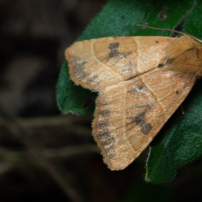 Atethmia centrago (zlatokřídlec jasanový), Hornek