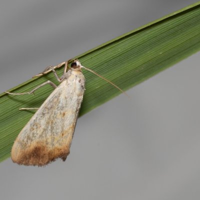 Evergestis extimalis (zavíječ šešulový), NPP Červený kopec