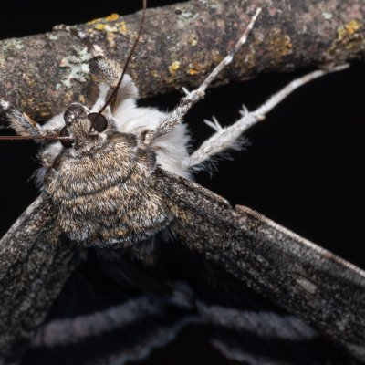 Catocala fraxini (stužkonoska modrá), Hády - odkaliště