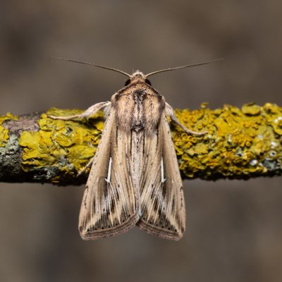 Mythimna l-album (plavokřídlec bílé L), Hády