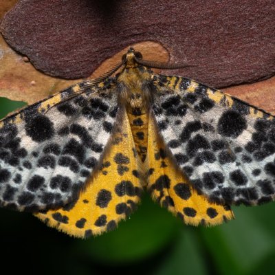 Arichanna melanaria (různorožec borůvkový), NPR Radostínské rašeliniště