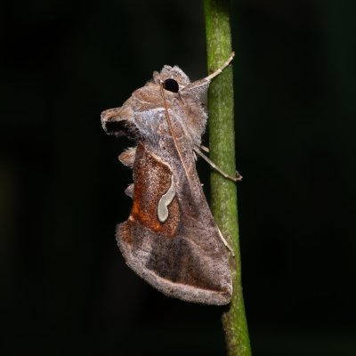 Macdunnoughia confusa (kovolesklec řebříčkový), Kobylí