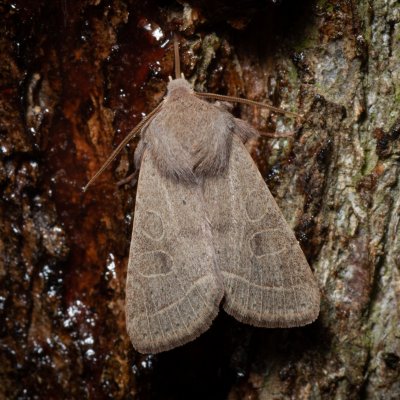 Orthosia cerasi (jarnice lipová), Kamenný vrch