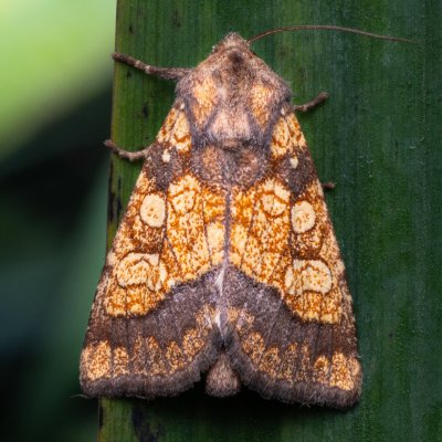 Gortyna flavago (šedavka diviznová), PP Bobrava