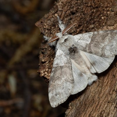 Calliteara pudibunda (štětconoš ořechový), Podkomorské lesy, Kopeček