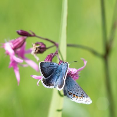 Plebejus argus (modrásek černolemý), Přírodní park Rakovecké údolí