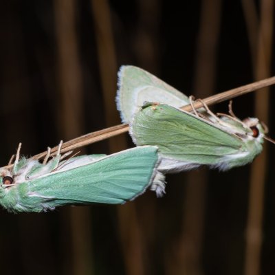 Calamia tridens (travařka zelená), PP Skalky u Sedlece