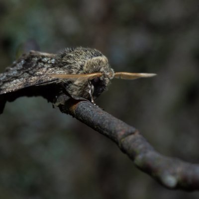 Apocheima hispidaria (drsnokřídlec dubový), Žebětín