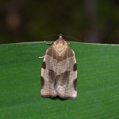 Choristoneura hebenstreitella (obaleč jeřábový), Žebětín