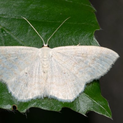 Scopula floslactata (vlnopásník vikvový), NS Bučín