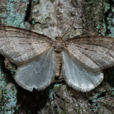 Operophtera brumata (píďalka podzimní), Žebětín