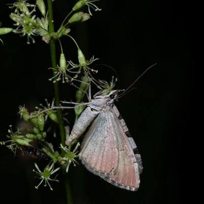 Aplocera plagiata (píďalka úhorová), PR Kamenný vrch