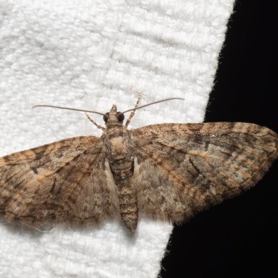 Eupithecia abbreviata (píďalička jarní), PR Kamenný vrch