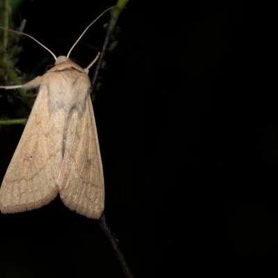 Mythimna vitellina (plavokřídlec žloutkový), Žebětín