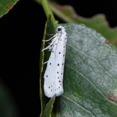 Yponomeuta sp., PR Svatý kopeček