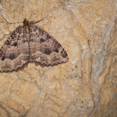 Triphosa dubitata (píďalka jeskynní), jeskyně Netopýrka