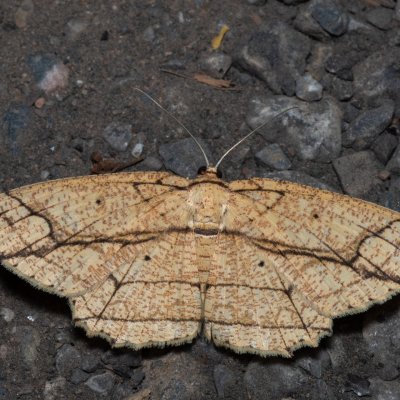 Parasynegia fortilineata (-), TH, Khao Sok