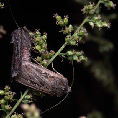 Euxoa sp., PP Pánov