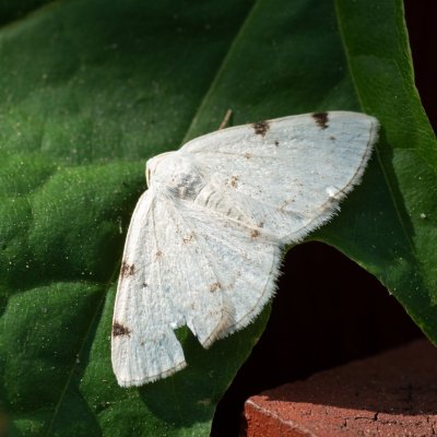 Lomographa bimaculata (tmavoskvrnáč dvouskvrnný), PR Kamenný vrch