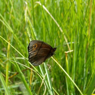 Erebia medusa (okáč rosíčkový), PR Pavlovské mokřady
