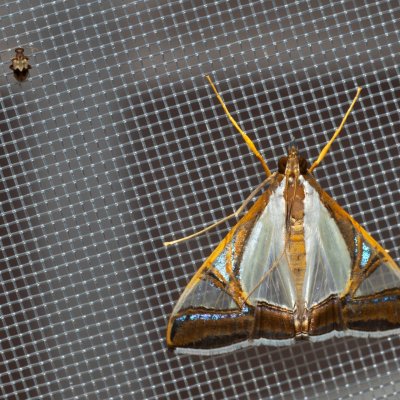 Agrioglypta eurytusalis (-), TH, Khao Sok