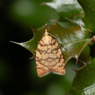 Aleimma loeflingiana (obaleč dubinový), GR, Sokraki, Korfu