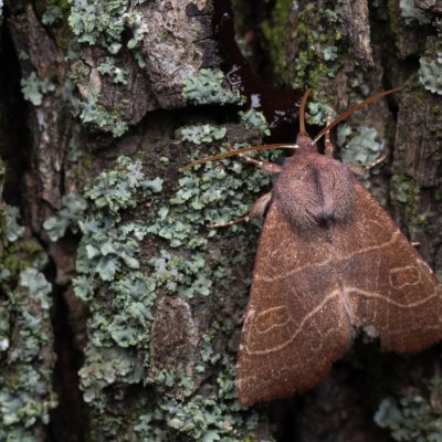 Atethmia ambusta (zlatokřídlec hrušňový), PP Kamenice u Hlohovce