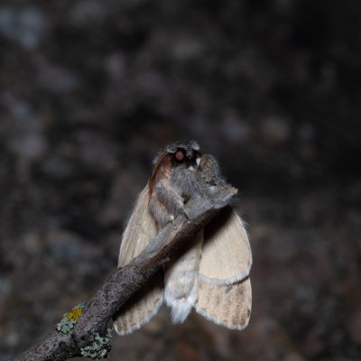 Stauropus fagi (hranostajník bukový), NPP Červený kopec