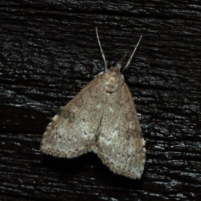 Udea prunalis (zavíječ trnkový), SK, Štôla