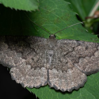 Gnophos furvata (šerokřídlec jitrocelový), Lysá hora u Ochozu