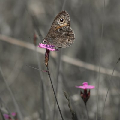 Lasiommata maera (okáč ječmínkový), NPP Na Adamcích