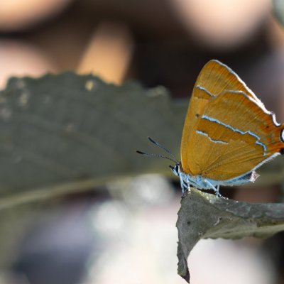 Thecla betulae (ostruháček březový), údolí Jihlavy u Třebíče