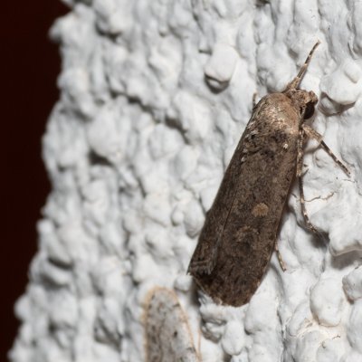 Spodoptera exigua (blýskavka červivcová), HR, Jablanac