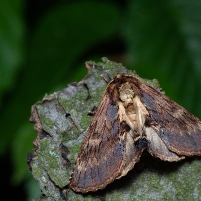 Ptilodon capucina (hřbetozubec olšový), Podkomorské lesy, Kopeček