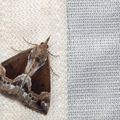 Hypena crassalis (zobonosec borůvkový), NPR Radostínské rašeliniště