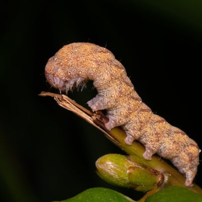 Jodia croceago (zlatokřídlec vzácný), Kývalka