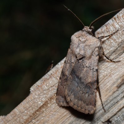 Agrotis cinerea (osenice popelavá), PR Kamenný vrch
