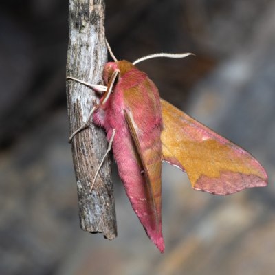 Deilephila porcellus (lišaj kyprejový), Hády - lesní lom