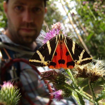 Euplagia quadripunctaria (přástevník kostivalový), Mohelno