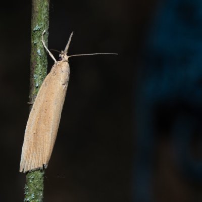 Chilo phragmitella (travařík rákosový), Hrabětice