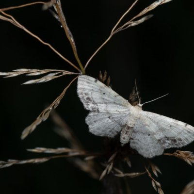Idaea dimidiata (žlutokřídlec měsíčkový), Žebětín