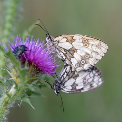 Melanargia galathea (okáč bojínkový), NPP Švařec