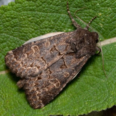 Tholera cespitis (můra metlicová), Hornek